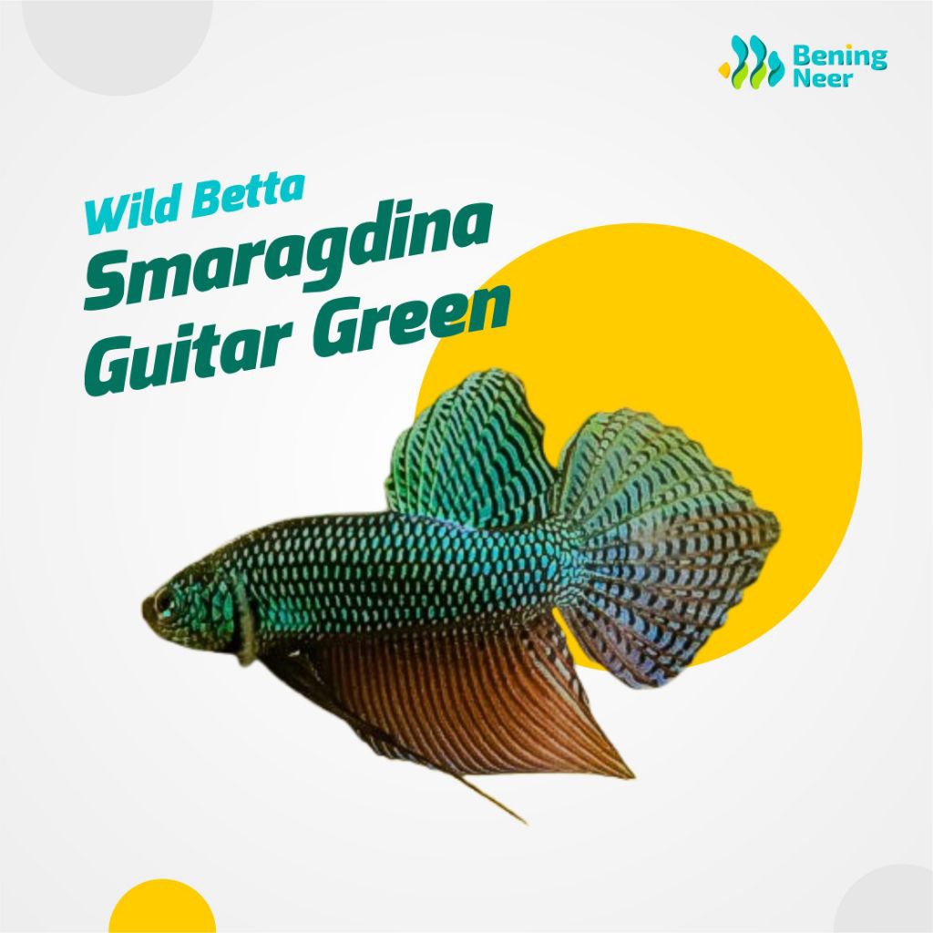 [Bening Neer] Wild Betta - Smaragdina Guitar Green