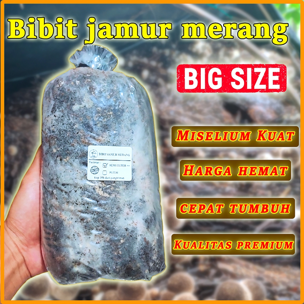 Bibit jamur merang Jumbo 1Kg semi/hitam & putih siap tebar - Cod