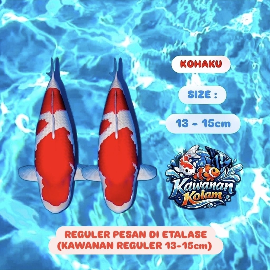 ( KOHAKU ) Sepasang Koi Blitar Size 13-15cm