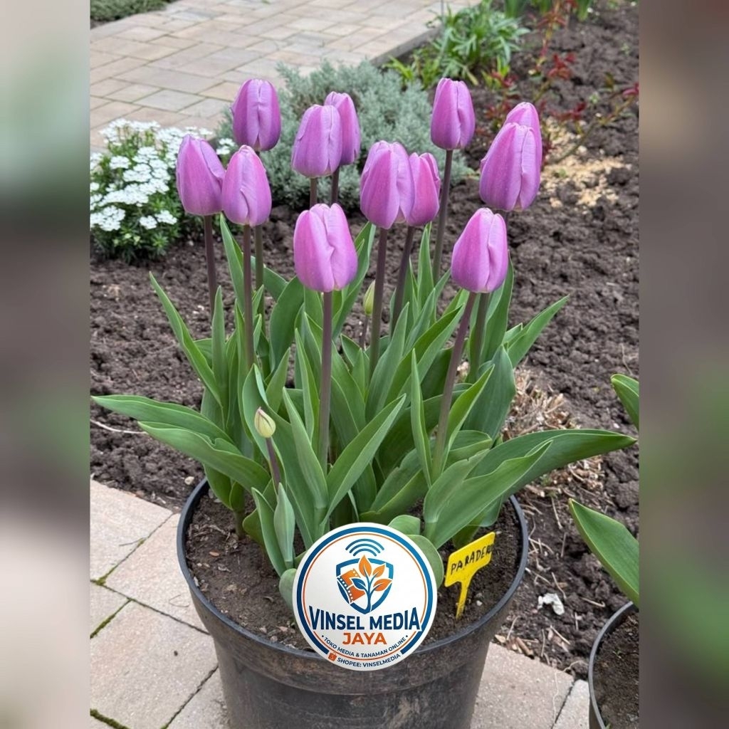 [IMPORT] Umbi Bunga Tulip Hidup Ungu muda Premium - Bibit Bunga Tulip Asli Siap Tanam Tanaman Hias I