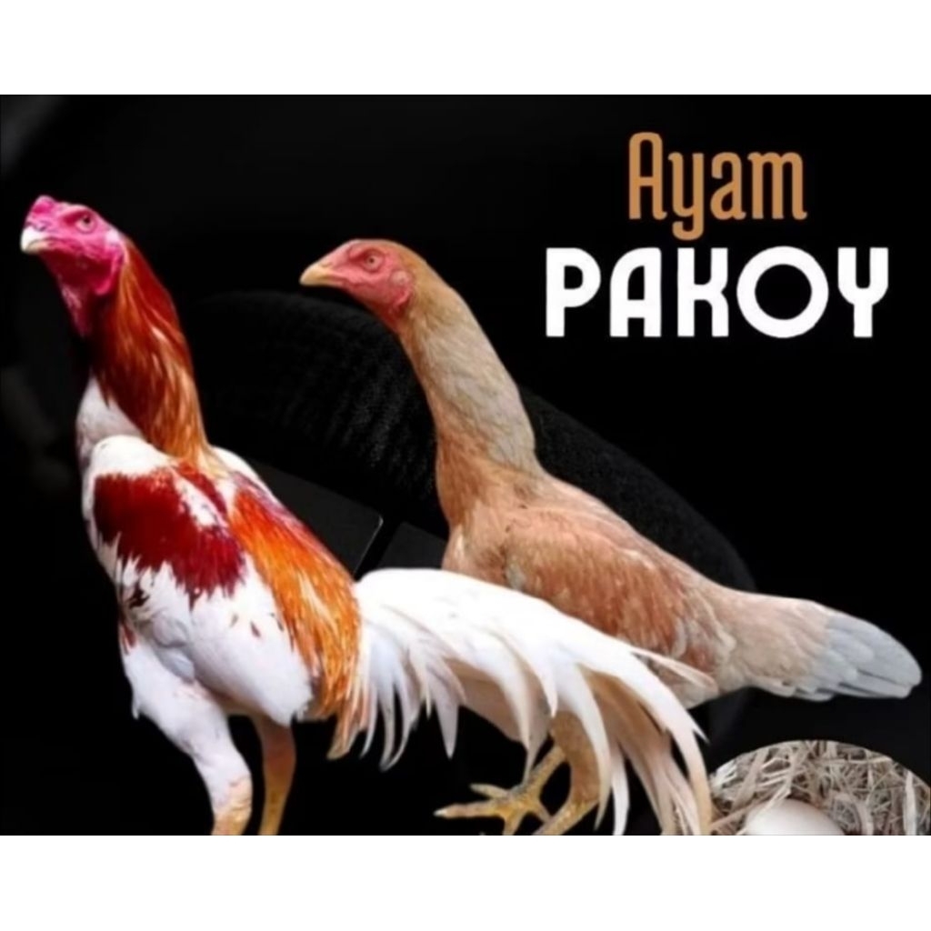 telur ayam PAKHOY ORI THAILAND petarung tetasan