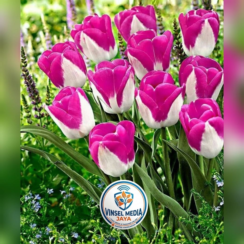 [IMPORT] Umbi Bunga Tulip Hidup pinky white Premium - Bibit Bunga Tulip Asli Siap Tanam Tanaman Hias