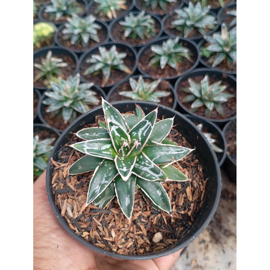 agave Victoria himeson