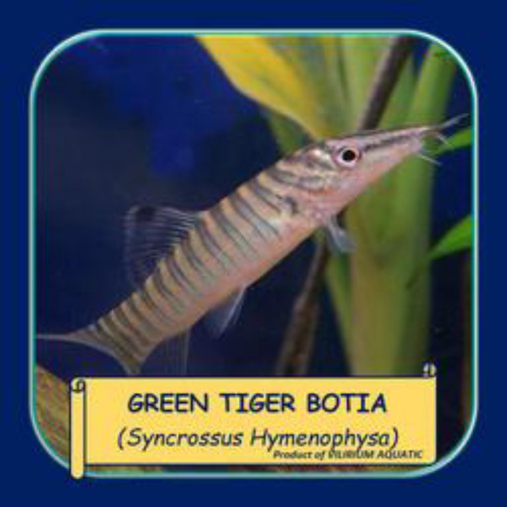green Tiger botia/botia green/botia hijau