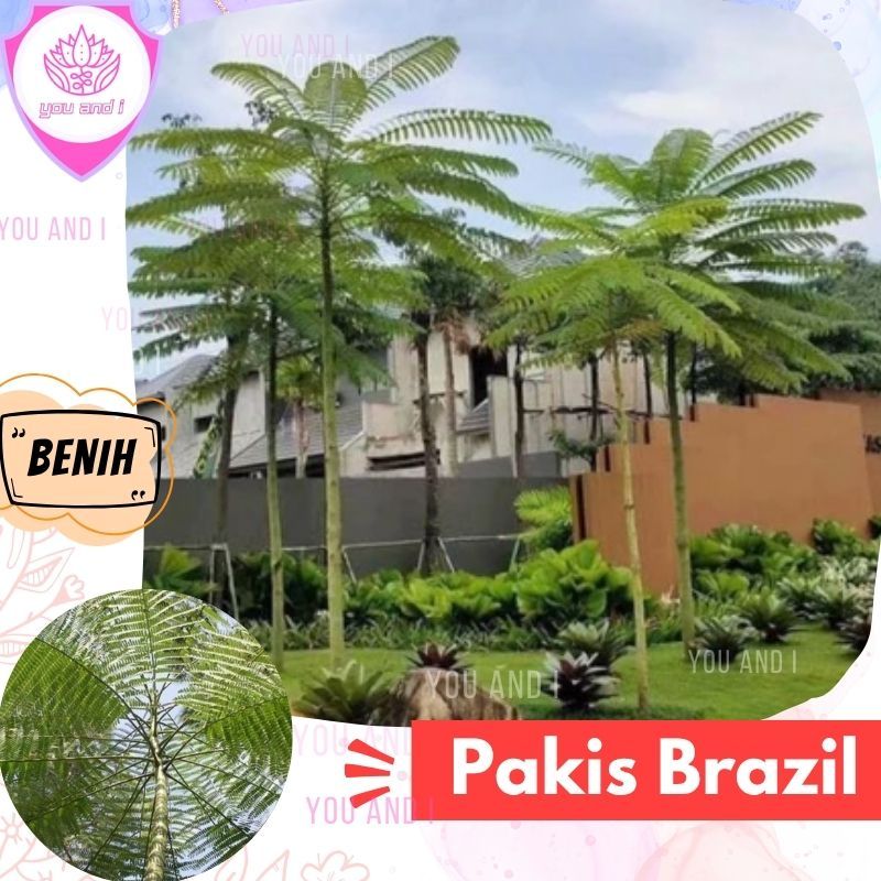 Benih PAKIS BRAZIL Biji Pohon Solobium