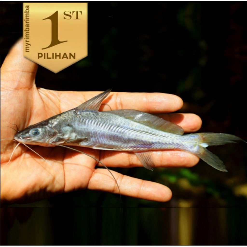 Mystus Nigriceps Catfish Ikan Hias Predator HIasan Aquarium Aquascape