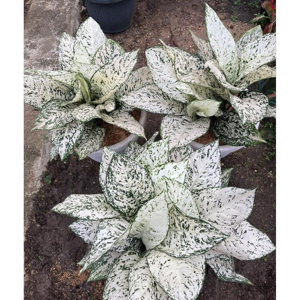 Aglonema Big Leaf - Tanaman Hias Aglonema Big Leaf