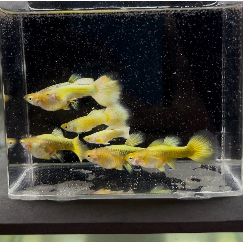 Guppy_FullGold_Vietnam