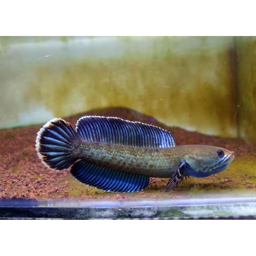 cana andrao 5-7 cm bergaransi gondrong grade A