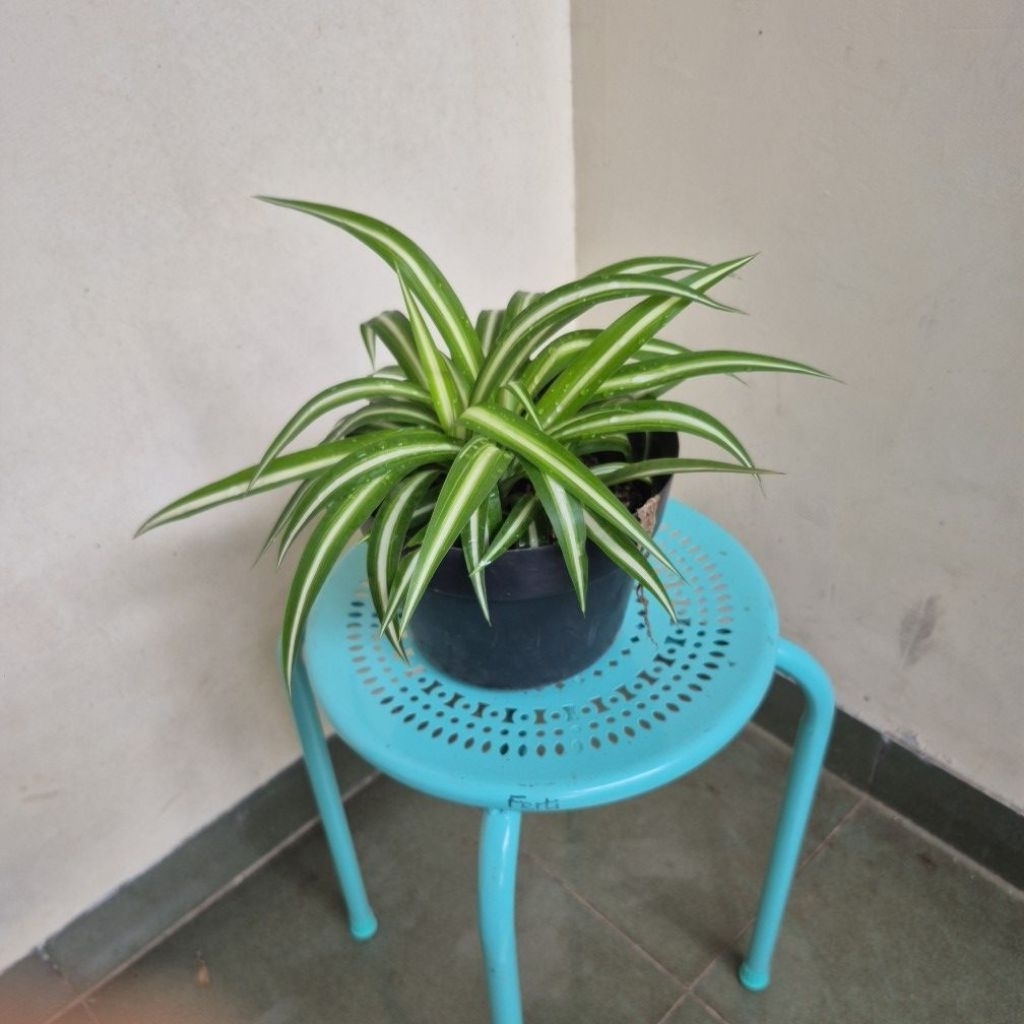 Spider plant