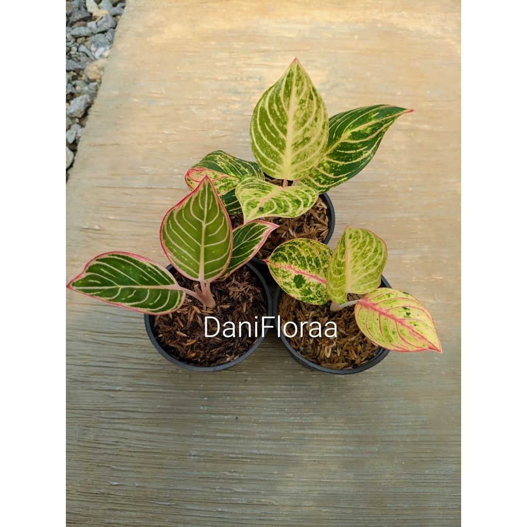Paket Anakan Aglaonema Goliath/Esmeralda Golden/Minion