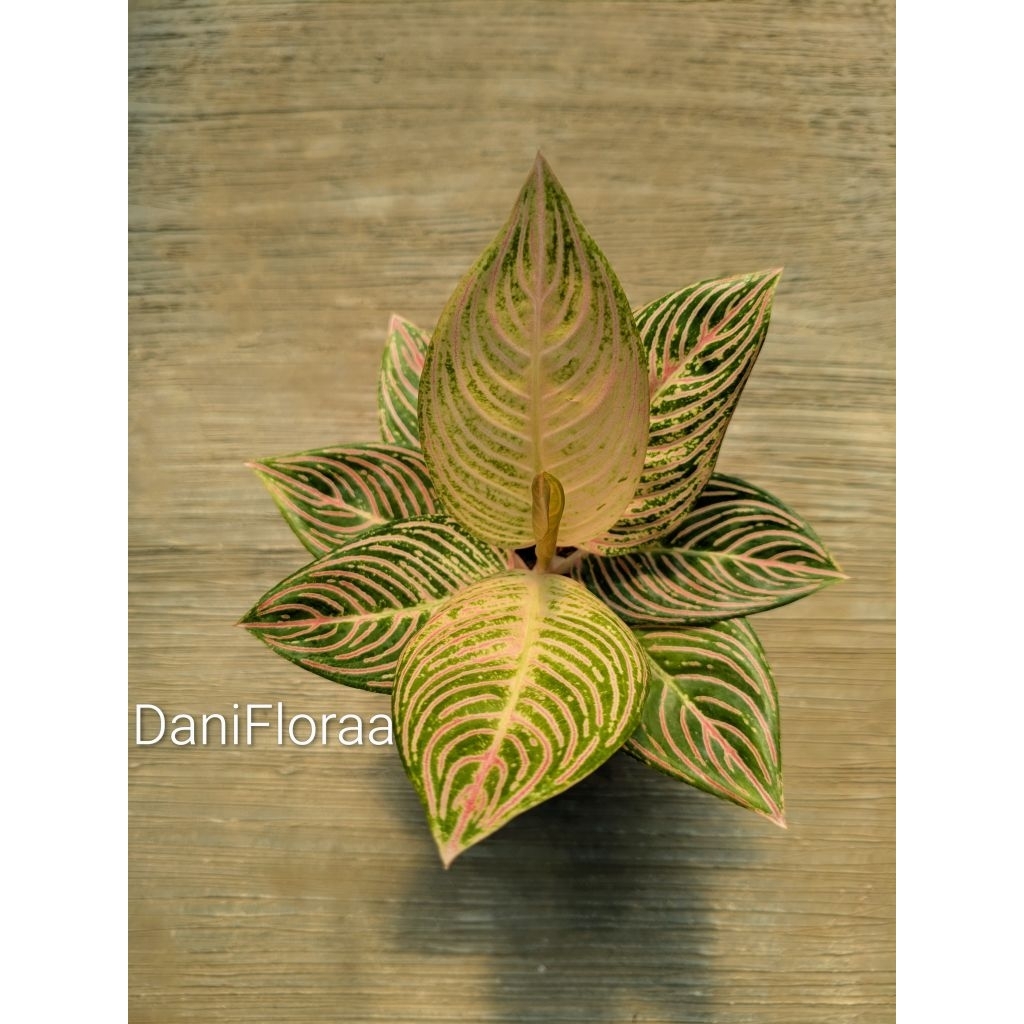 Aglaonema Golden Hope Calon Induk