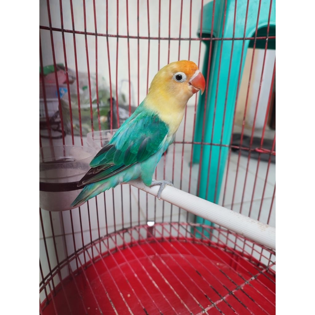 Lovebird biola parblue cakep aktif
