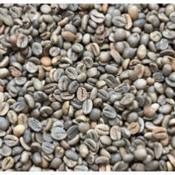 Green Bean arabica Bali Kintamani Natural 1 Kg