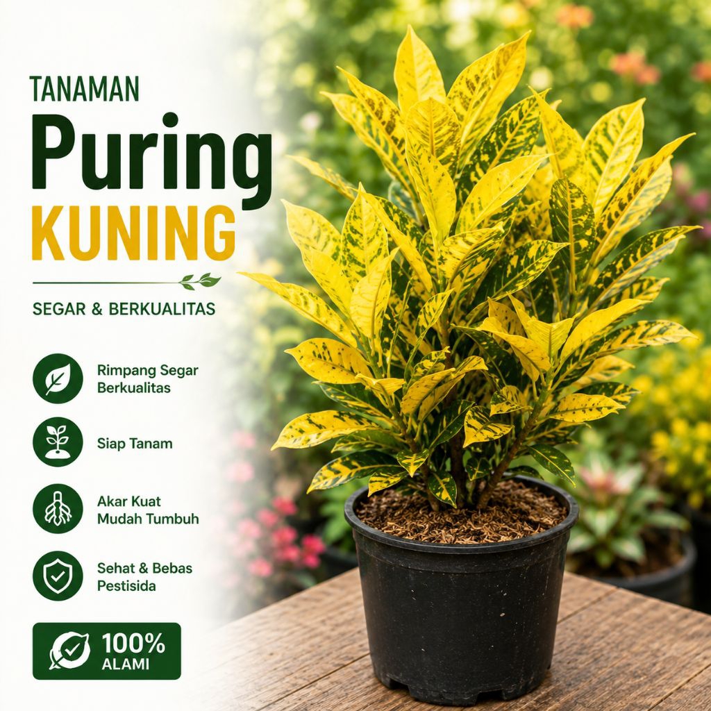 Tanaman puring/tanaman puring hidup/tanaman puring kuning/tanaman aesthetic