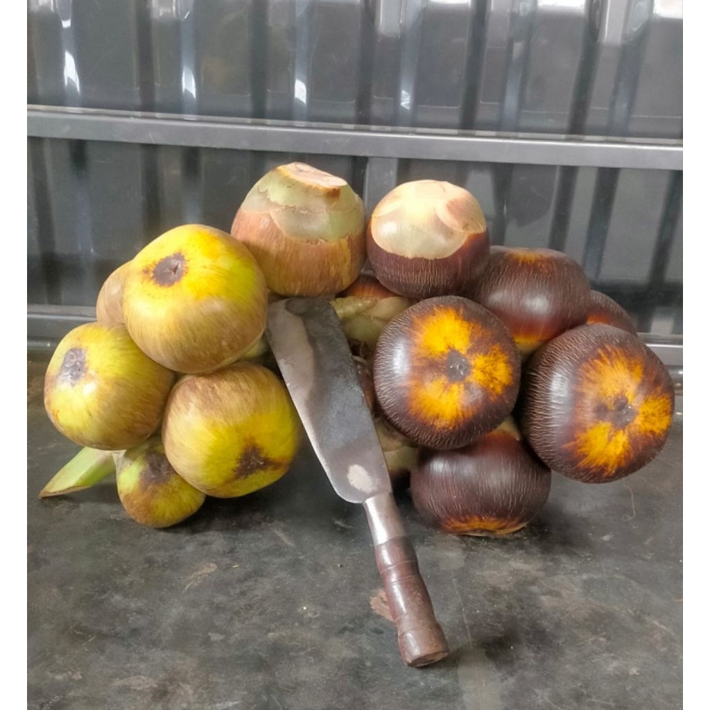 Buah Siwalan / Buah Lontar, 1 Buah Lontar ( Isi 3 biji buah )