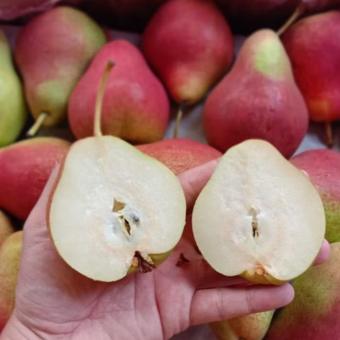 Pear Xiangli/Pear Korea/Pear Century/Pear Jambu/Pear Forelly