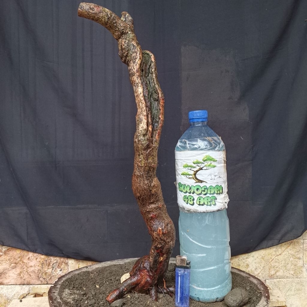 Bahan Bonsai Krakas Formal Meliuk Karakter tua Ada Keringan Bisa Untuk Sambungan Mirten Sianci Sakur