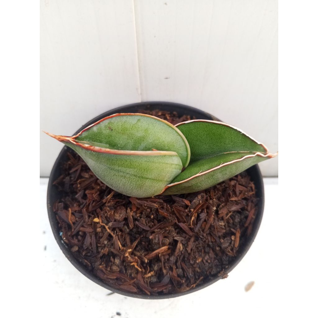 Sansevieria Banana pot 10