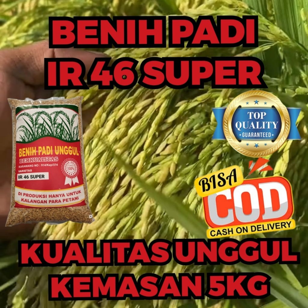 BENIH PADI IR 46 SUPER,KUALITAS UNGGUL,KEMASAN 5KG