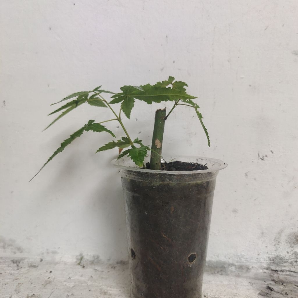 [A] Maple hijau / Maple jepang / tanaman maple / pohon maple / acer palmatum