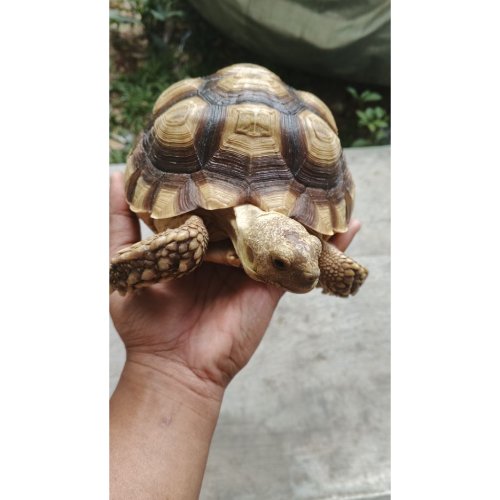 Sulcata Kura-kura Darat 18-20 Cm