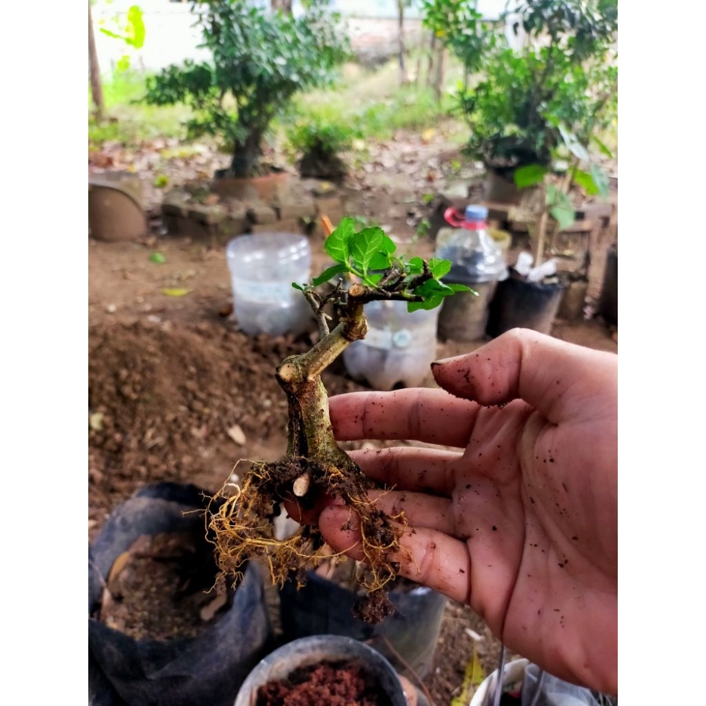 bonsai mini serut