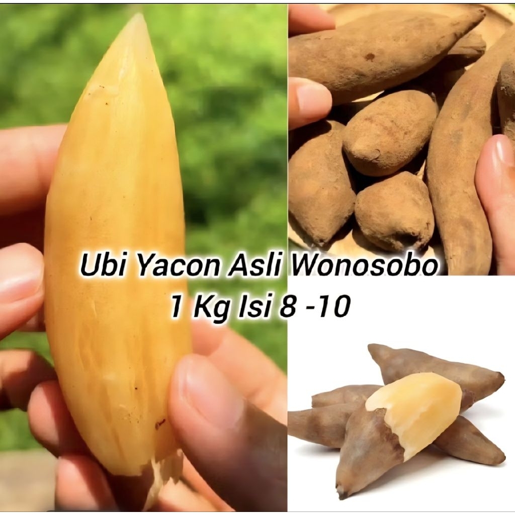 ubi yakon mini super manis jaminan 100%