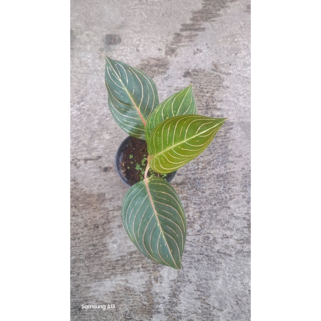Aglonema Esmeralda/Esme (Size Remaja Daun 4) (3)