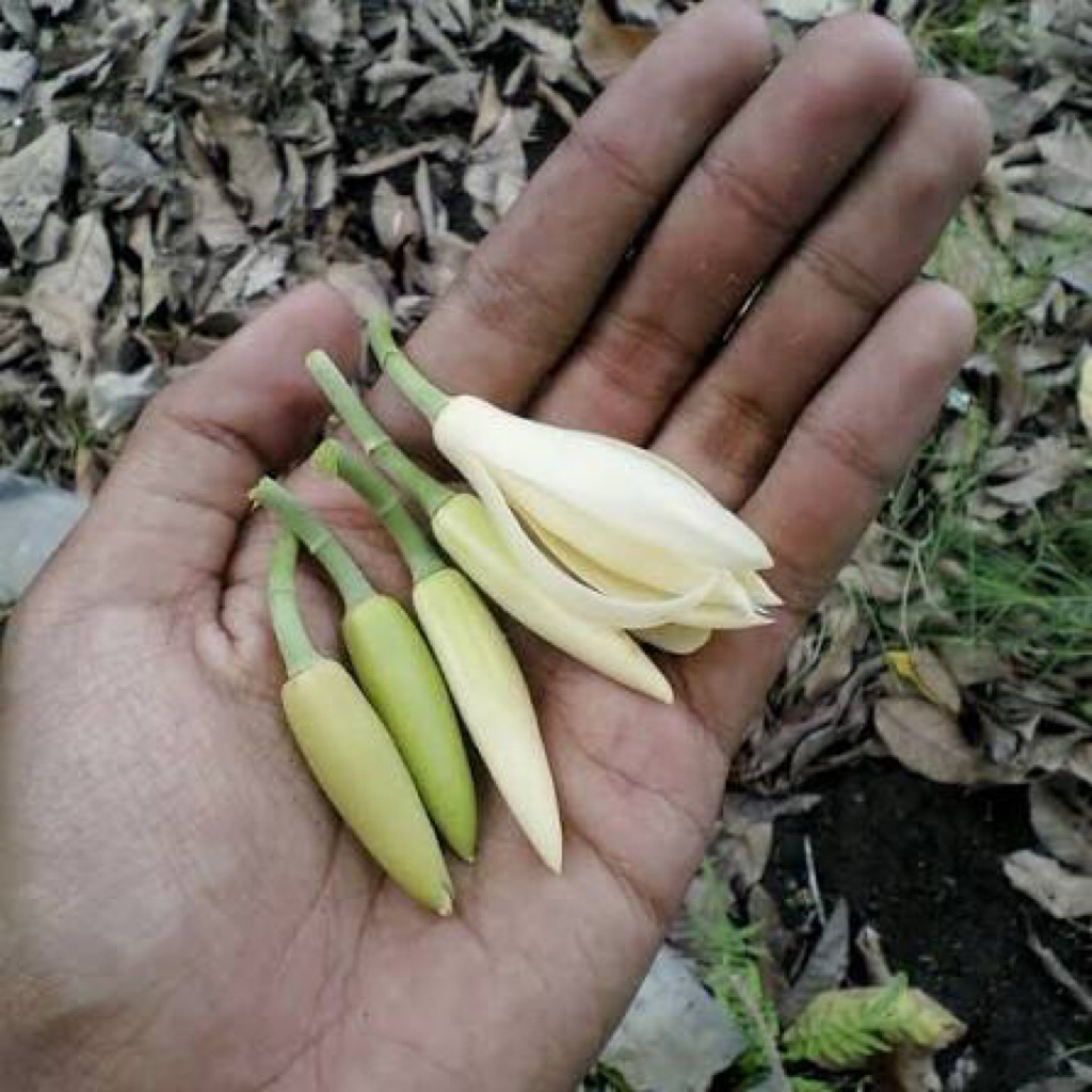 Kembang kantil segar/fresh