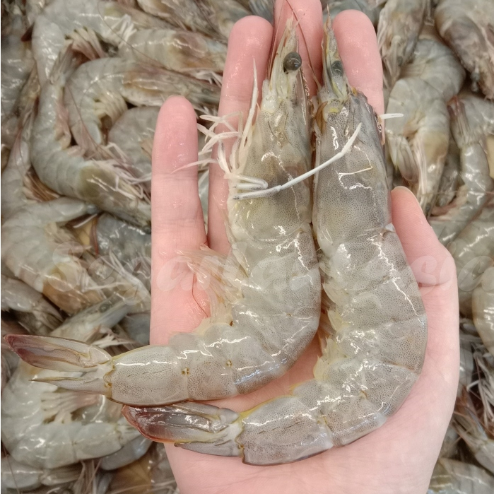 Udang Vaname Segar / Udang Vaname 1Kg / Udang Vaname All Size / Vaname Shirmp
