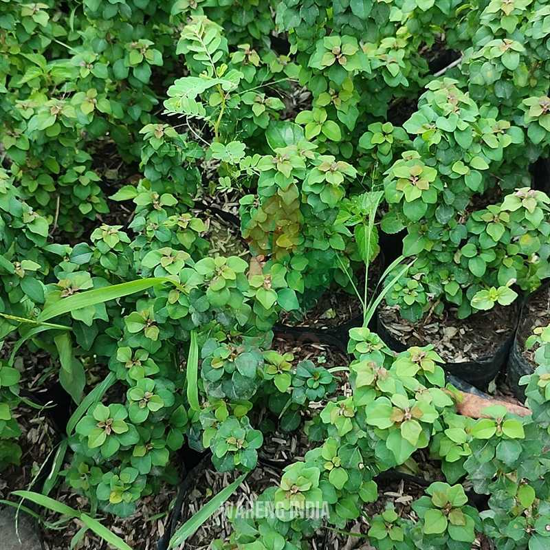Tanaman Hias Bahan Bonsai Wareng Bintang Kompakta / Wareng India Ekor Tupai