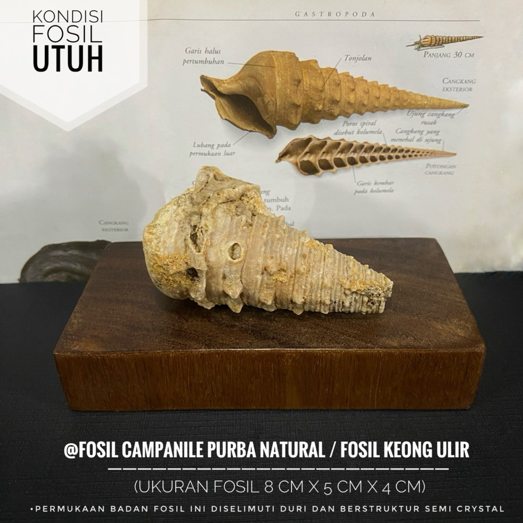 Fosil Campanile Purba Natural B55 atau Fosil Keong Ulir Tanduk atau Fosil Turritella atau Fosil Temu