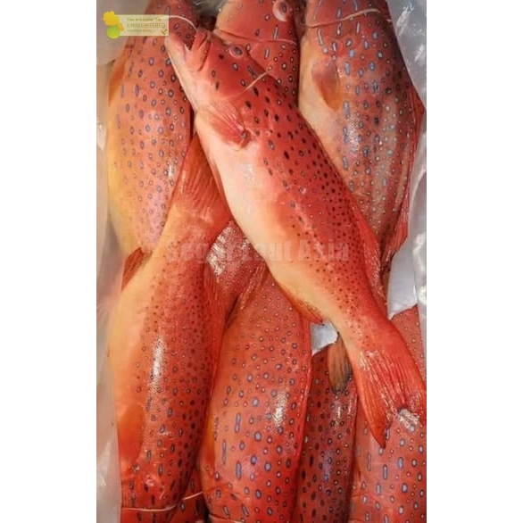 Ikan Kerapu Segar / Ikan Kerapu 1Kg / Ikan Kerapu Lodi / Ikan Kerapu Merah / Grouper Fish