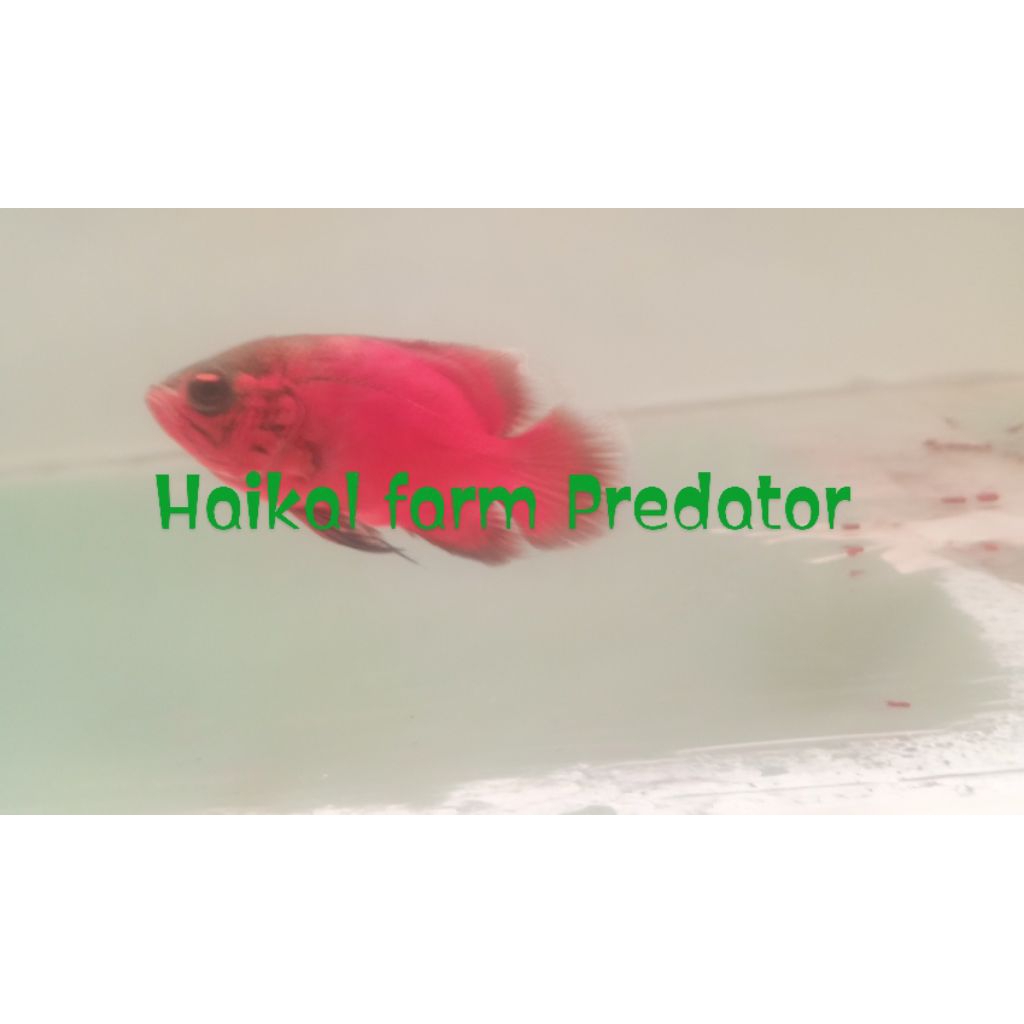 ikan Oscar red Chopper super