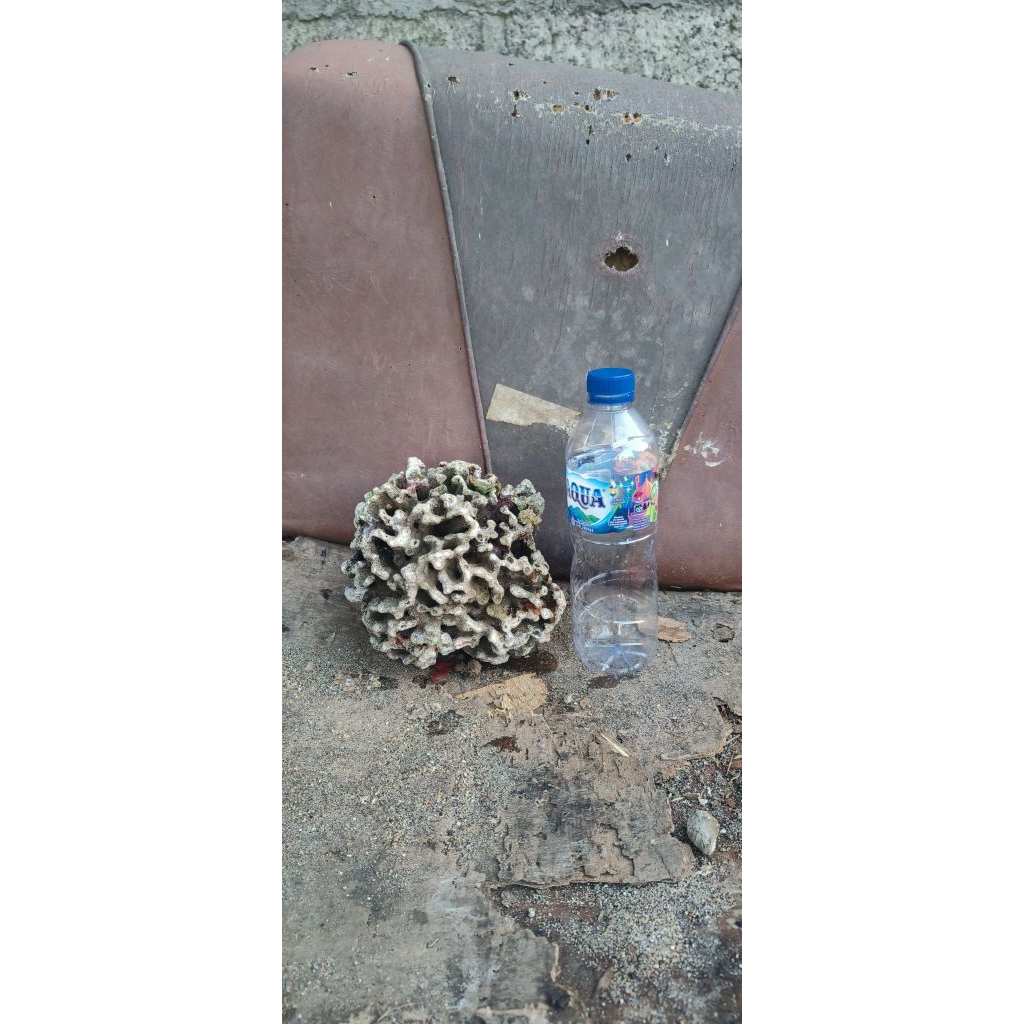 batu karang laut