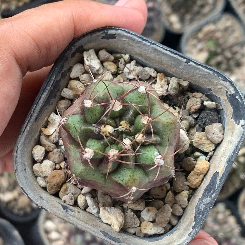 pj3 Gymnocalycium  purple daydream hybrid mihanovochii purple original kaktus gymno ori tanaman hias