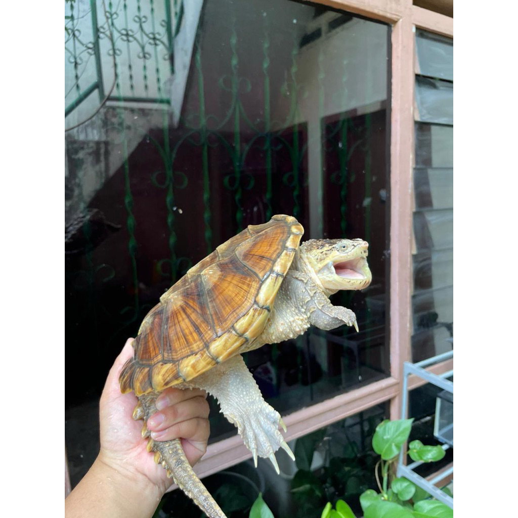 Kura CST Hiasan kolam size 22cm