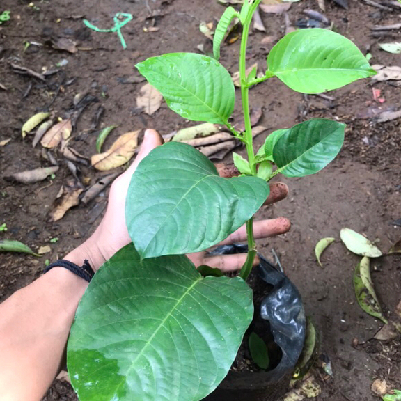bibit pohon erbis | marksa jumbo