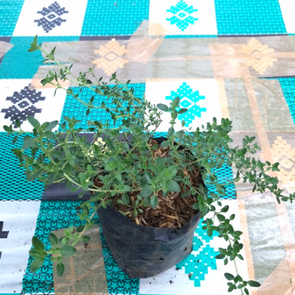 bibit tanaman herbal thyme | bibit thyme bahan bumbu masak eropa