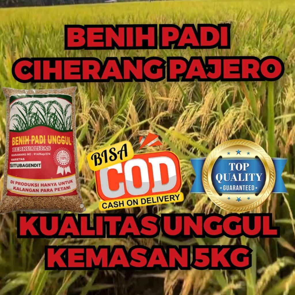BENIH PADI CIHERANG PAJERO KUALITAS UNGGUL KEMASAN 5KG