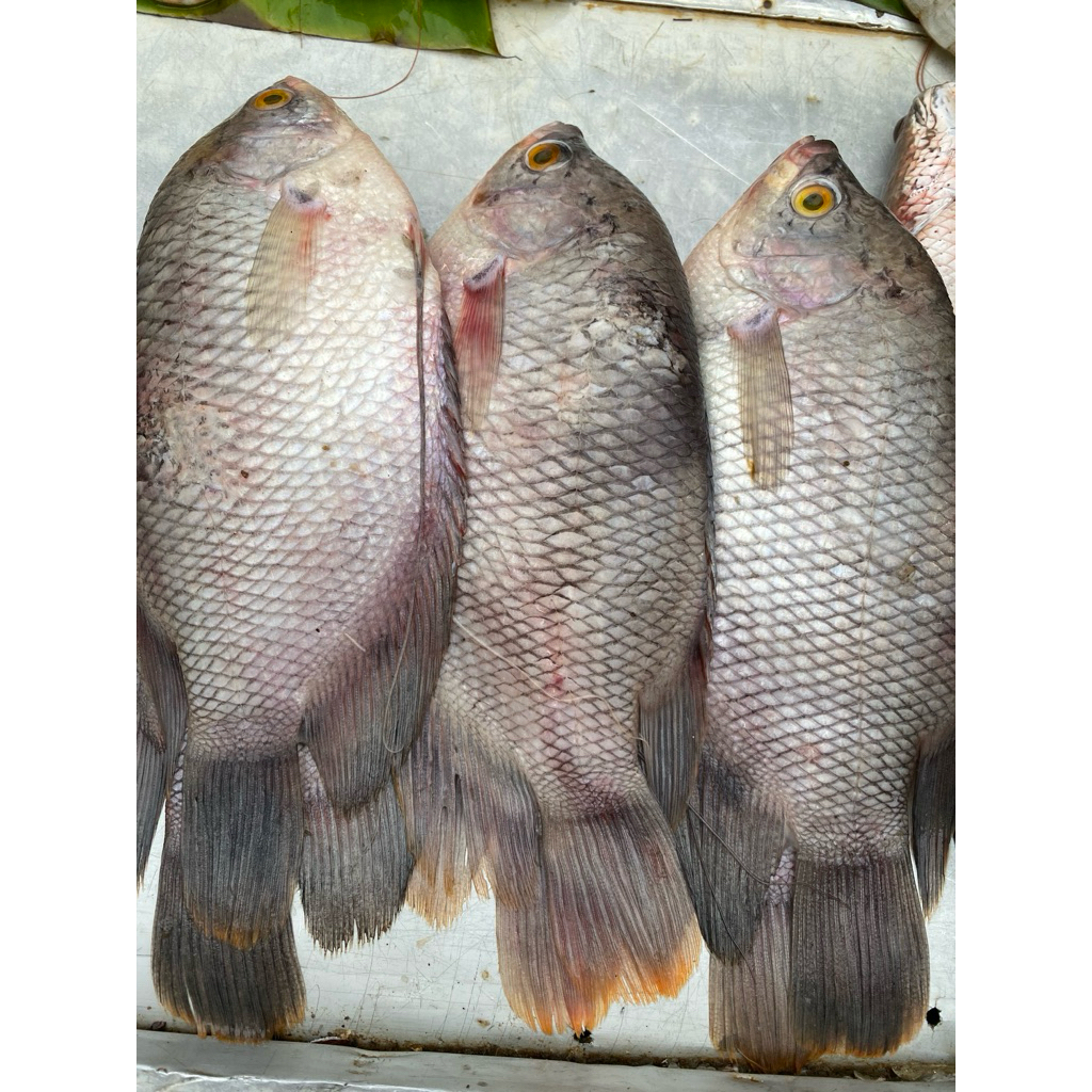 Ikan Gurame Segar