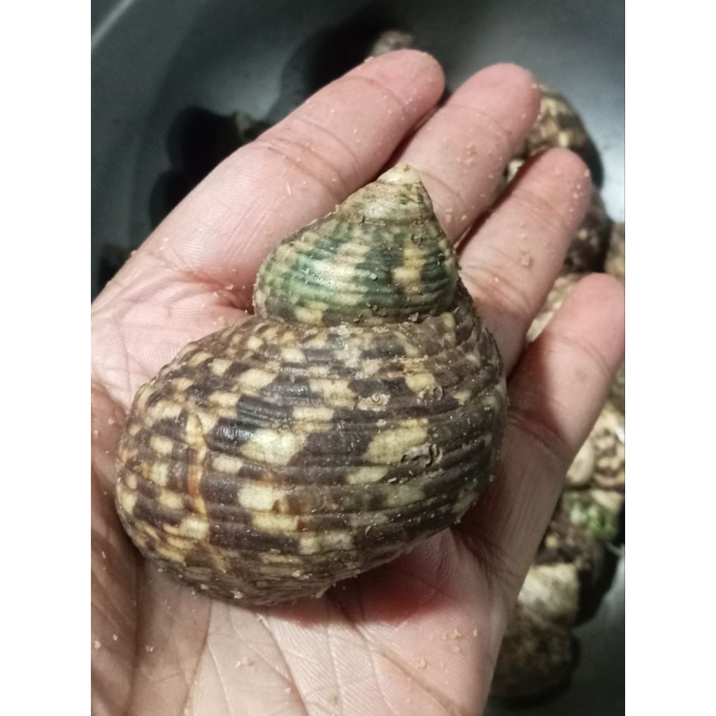 kelomang jumbo