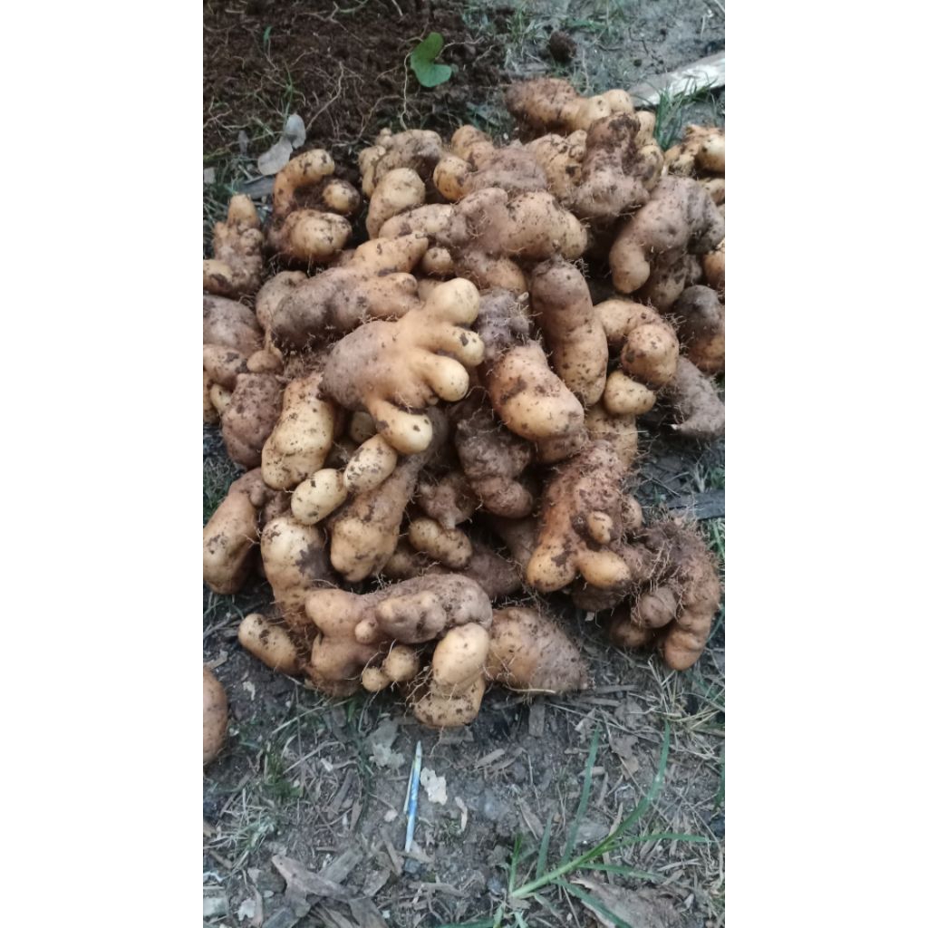 Gembili/Umbi Gembili Siap Rebus