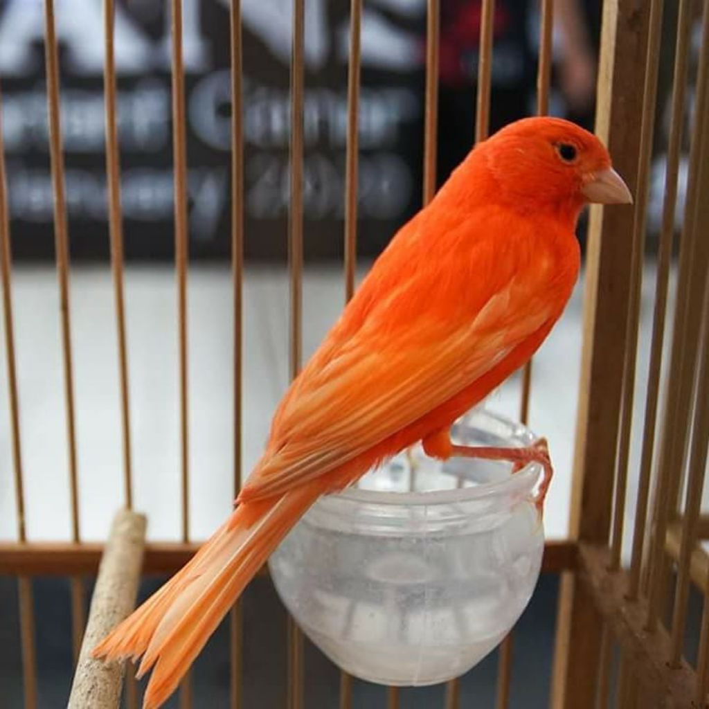 Burung Kenari Merah Lokal/Merlok Bdg
