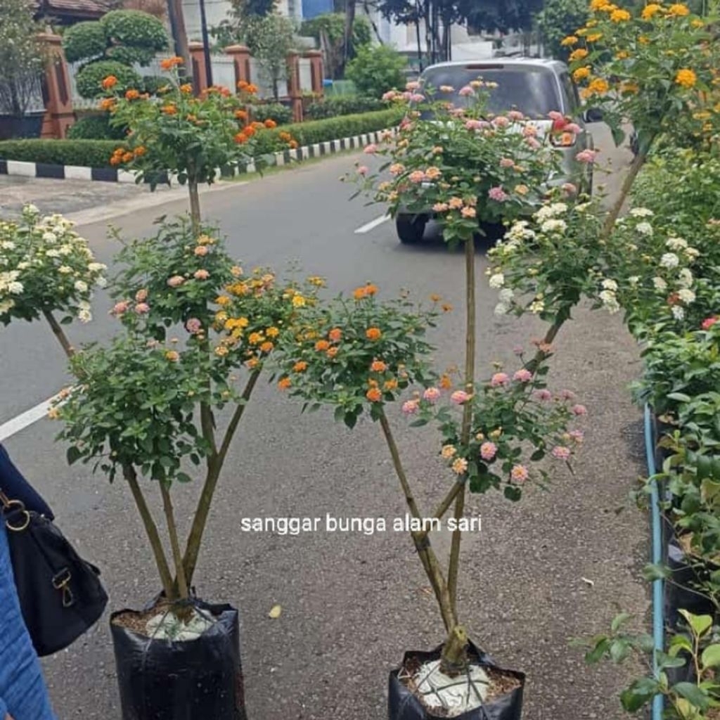 tanaman hias bunga lantana mix warna/warna bunga 3 sampai 4warna