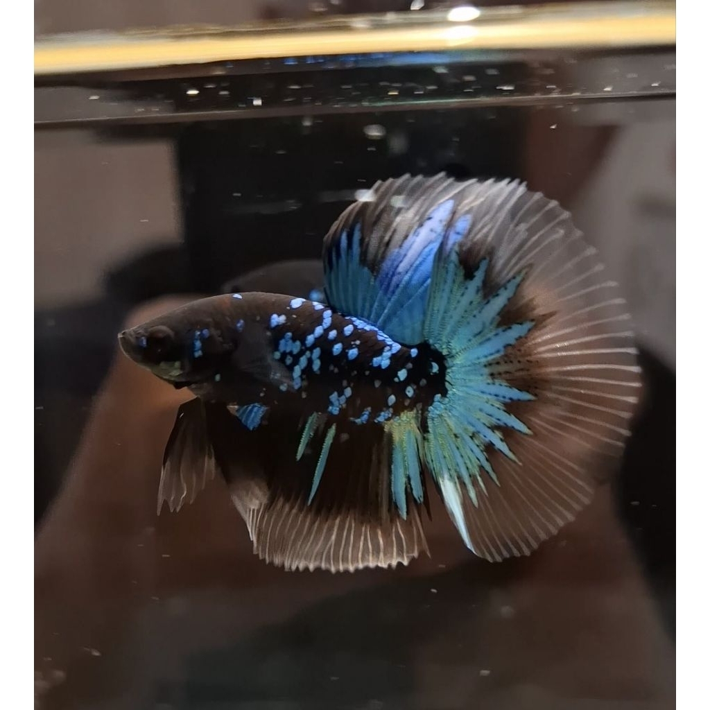 Cupang Halfmoon Avatar (Size M/M+)