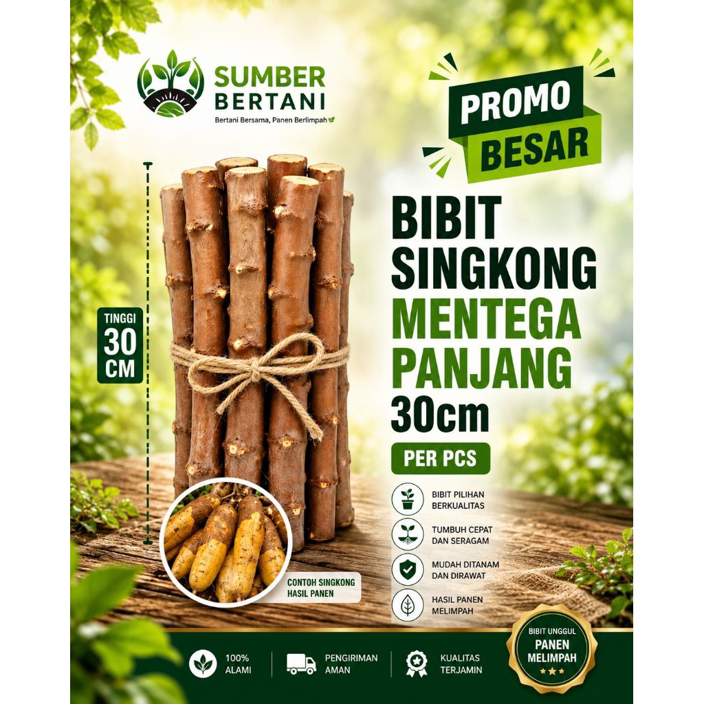 Bibit Singkong Mentega Super - Singkong Mentega