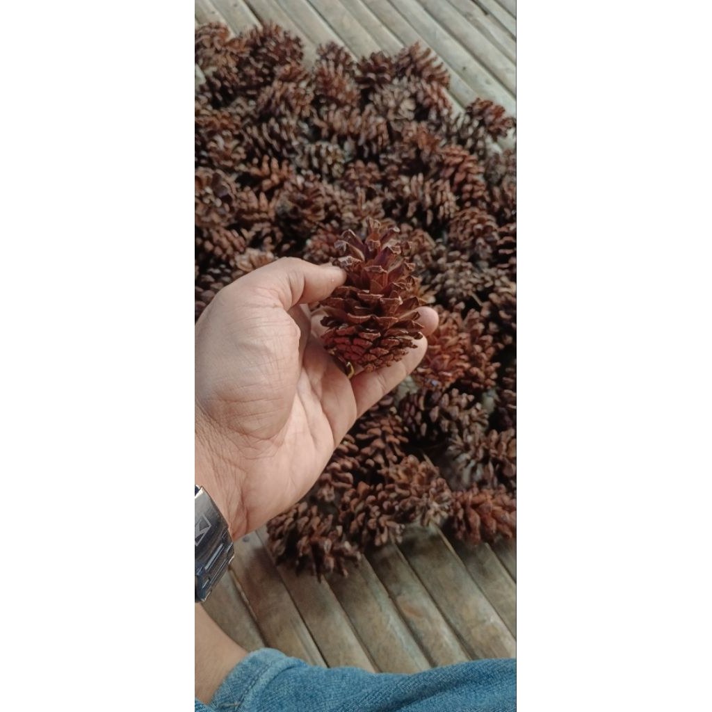 Bunga pinus pilihan buat hiasan kerajinan