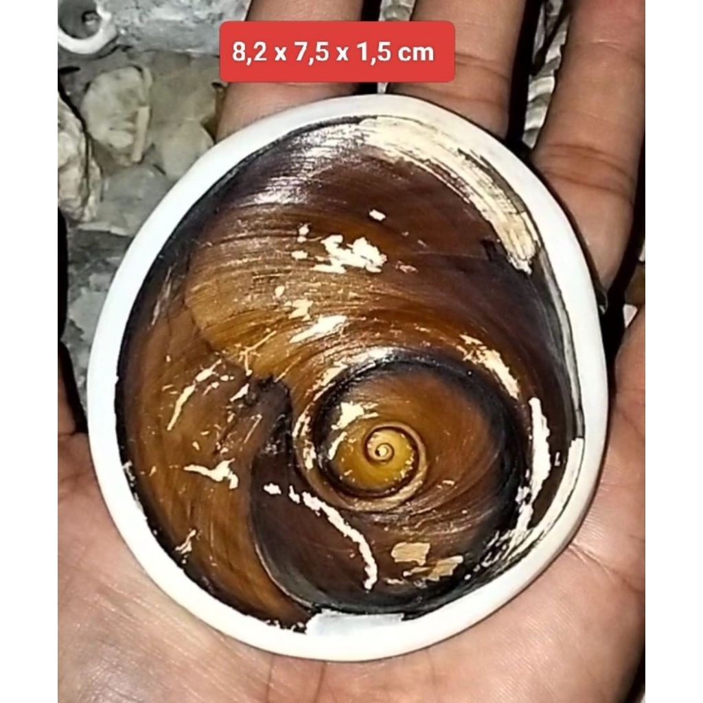 Keong Buntet Besaaarrrrr asli alam